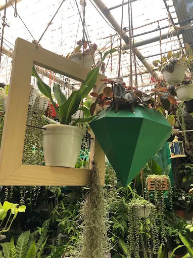 Trending Hanging Pots & Exotic Indoor Decorative Plants - SVR Gardens